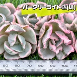 新入荷 大人気 多肉植物 エケベリア バークリーライト錦(小) 超美苗 レア種