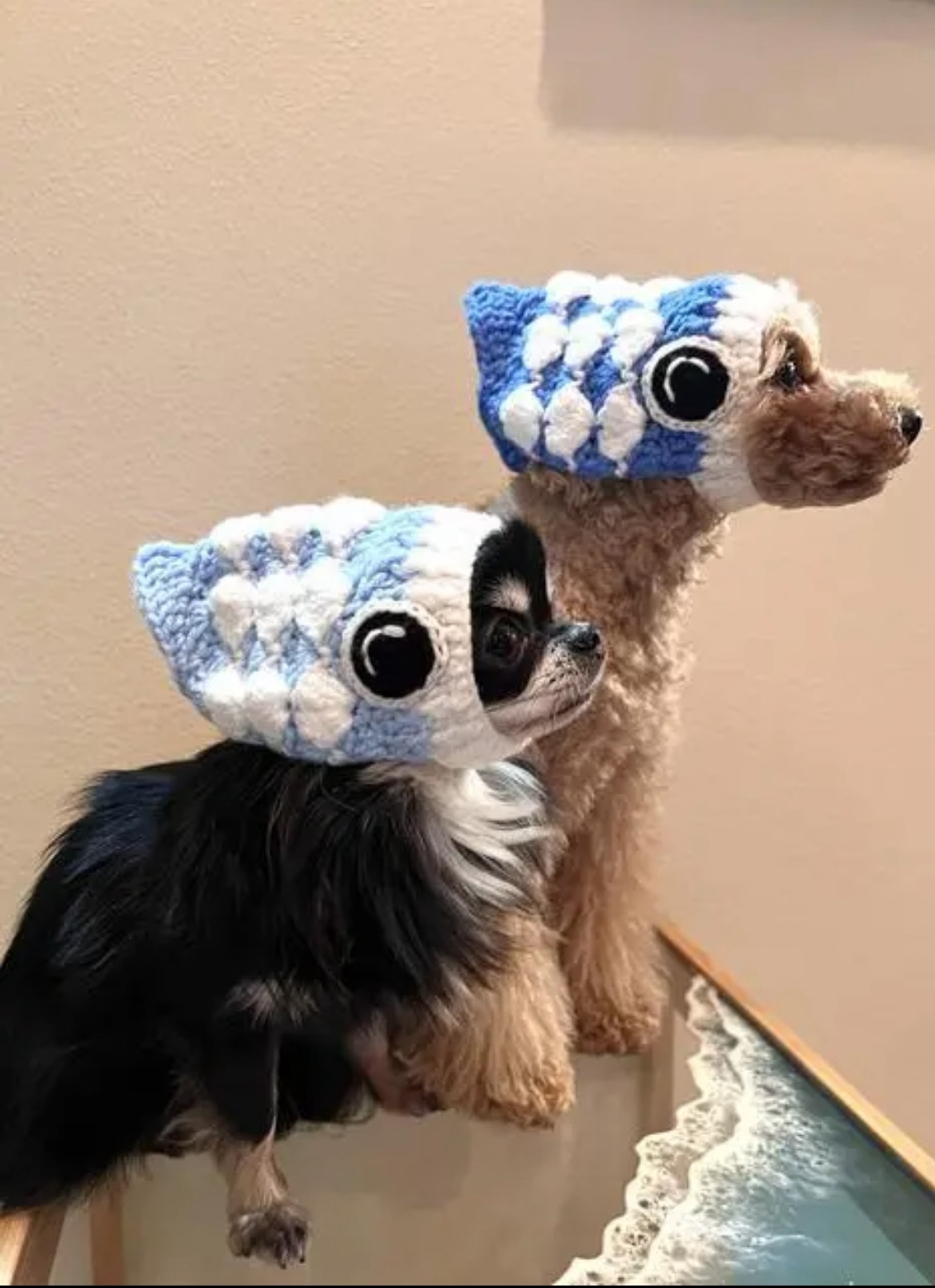 再販 ）犬鯉のぼり 帽子パックンされちゃった🎏 - KEMISHOP'S GALLERY