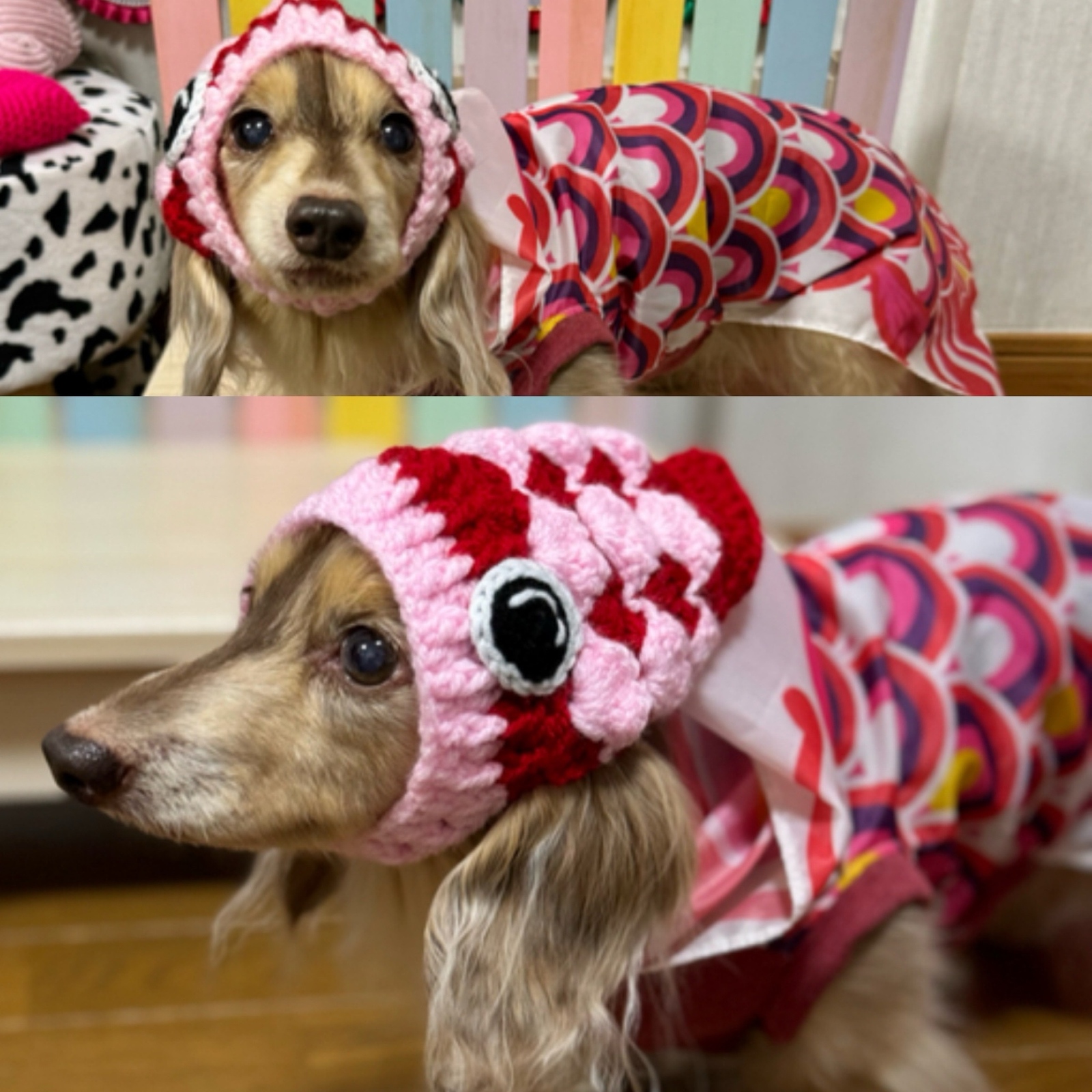 再販 ）犬鯉のぼり 帽子パックンされちゃった🎏 - KEMISHOP'S GALLERY