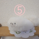 白いエビフライのようなあざらしの赤ちゃん⑤