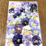 17  macoronのお花畑で咲いた大人美しいビオラのドライフラワー‼️
