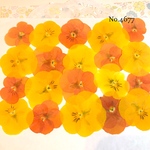 ♡new♡送料無料 ☆ビオラ☆ 押し花セット