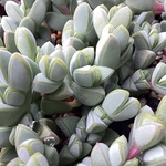 碧漁連 抜き苗 1鉢