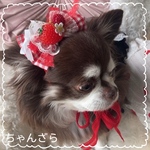 new🕺あいらぶ❤️ベリー🍓おリボンへドレ(レッド）