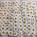 ノースポール 花素材 ドライフラワー 100輪