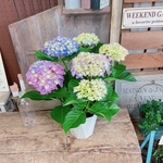 綺麗な色合い♡【あじさい】色の変化も楽しめる！人気の季節のお花♡グラデーション