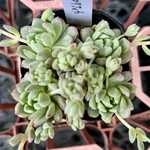プロリフィカ　多肉植物