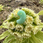 糸魚川翡翠の勾玉