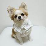 犬スタイ　ペットスタイ　ダブルフリルのスタイ