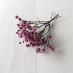 かすみ草40粒ライラック　アンティークプリザ　(プリザーブドフラワー ハーバリウム 花材)