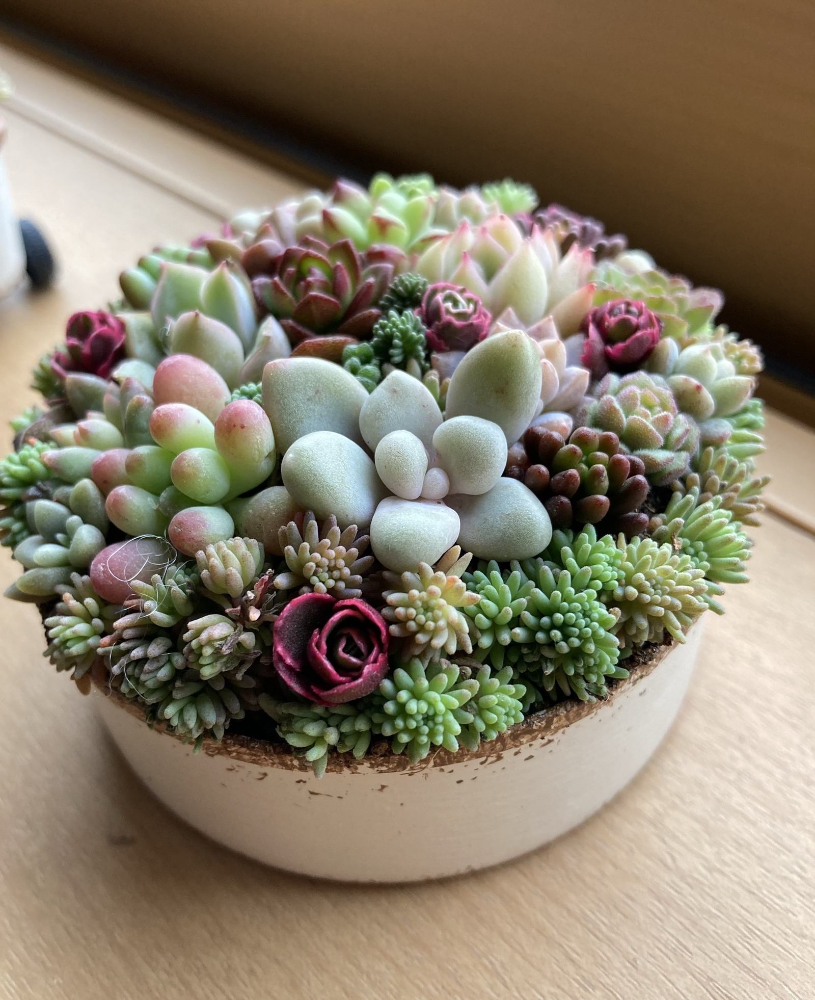 ❤️専用❤️多肉植物❤️そのまま飾れる寄せ植え❤️２点セット❤️ 多肉植物 寄せ植え○多肉 そのまま飾れて増やせる 2.5号