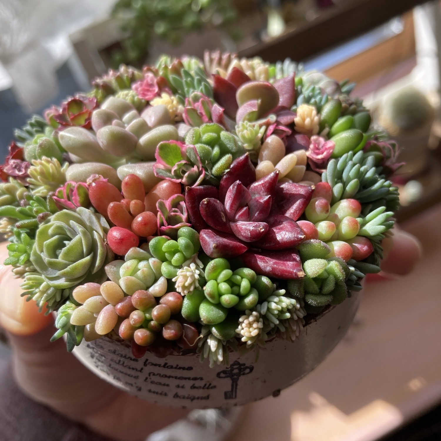 ギフト 多肉植物 寄せ植え そのまま飾れる オーダー制