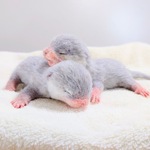 双子のカワウソ赤ちゃん