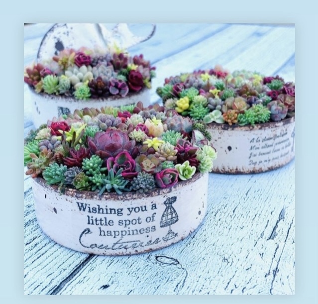 ギフト 多肉植物 寄せ植え そのまま飾れる ちまちま寄せ ブーケ寄せ