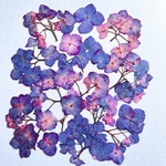 紫陽花の押し花　#7 💐