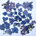 紫陽花の押し花　#12