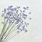 🍀再販マツバウンラン〜押花素材