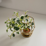 ■可愛いフェイクグリーン■本物そっくり観葉植物■ カジュアル　金　インテリア　フェイクグリーン