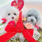 ♡kogonta様専用ページ♡