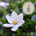 【再販】“リアル梔子”16mL　生きた花の香り　調香師のオリジナル Hand made「日本の庭木香木シリーズ」16ml