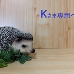 Ｋさま専用ページ　トートショルダーバッグ*倉敷帆布バイカラー
