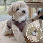 犬服　リバーシブルショートベスト