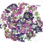 ♡new♡作家様必見♡ ♡可愛いアリッサム♡押し花セット♡