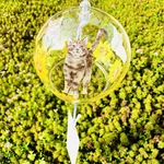 風鈴🎐サバトラちゃんとひまわり柄🐾