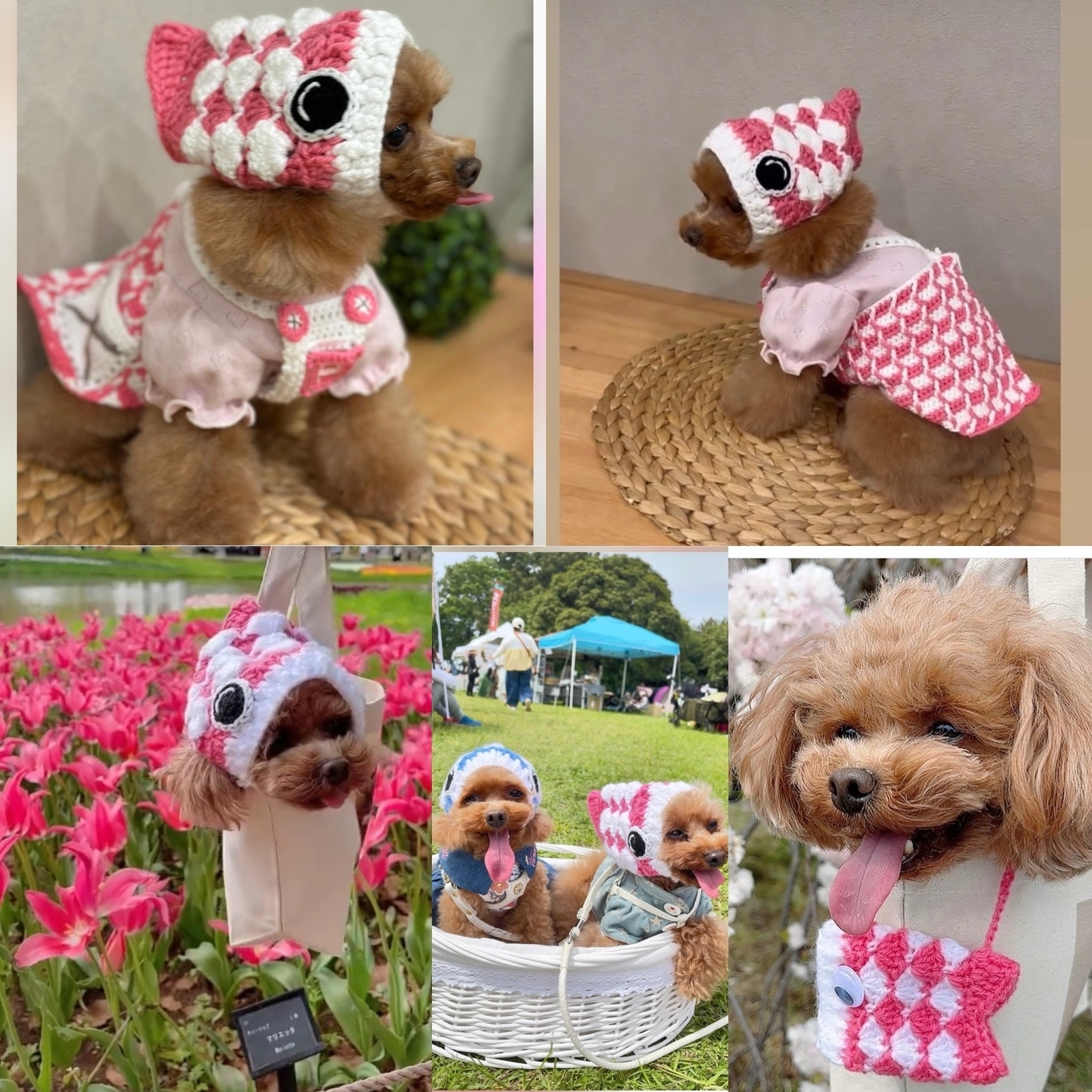 再販） 犬鯉のぼり 帽子パックンされちゃった🎏 - KEMISHOP'S GALLERY