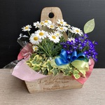 一点物【母の日2024・鉢物】お花を長く楽しみたいお母さんへ♡　鉢セット　花苗・器・リボン・ラッピングセット／マーガレット・ロベリア・アイビー