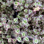 セダム＊リトルミッシー15本カット苗＊ちま寄せや寄せ植えの脇役や寄せ植えにプラスや多肉の種類増やしに〜