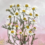 カモマイルの押し花