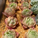 多肉植物　エケベリア　ラズアガ　抜き苗