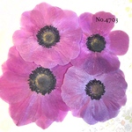 ♡new♡作家様必見♡アネモネ押し花セット♡
