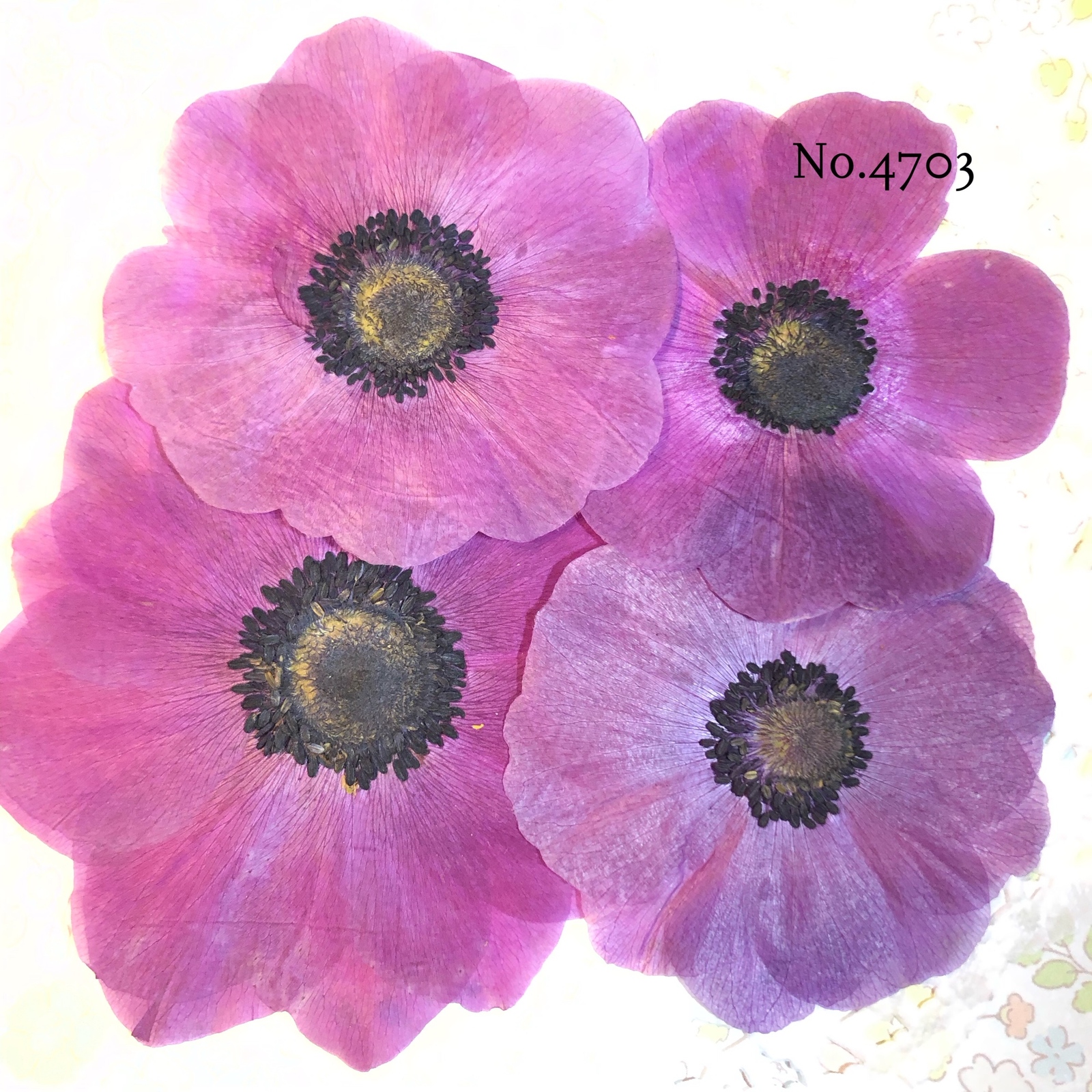 押し花素材★アネモネ 2025年最新押し花素材アネモネの人気アイテム - メルカリ