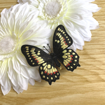 ヘラニクスアゲハの立体刺繍ブローチ