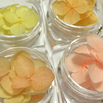 紫陽花のドライフラワーセットC