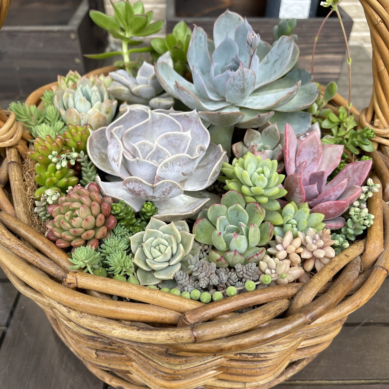 多肉植物 寄せ植え ブリキ缶 プレゼントに♪ - TANIKUSUKI'S GALLERY