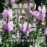 ハナトラノオ（カクトラノオ）　抜き苗10本＋数本　　大苗（30cm～35cm）