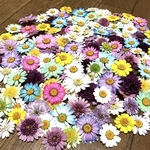 70冠で890円‼️macoronのお花畑で咲いた彩りマーガレットのドライフラワー‼️