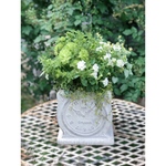 (y様オーダー品)*.・Green & White ・.* 湘南ヴェルデの寄せ植え