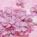 macoronのお花畑で咲いた美しすぎる「河津桜」のドライフラワー30冠‼️