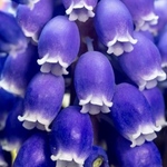 macoronのお花畑で咲いた青く美しいムスカリの球根サイズmix50球➕おまけ♪