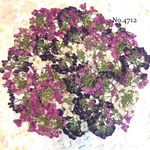 ♡new♡作家様必見♡ ♡可愛いアリッサム♡押し花セット♡
