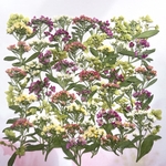 アリッサムの押し花　ミックス①💐