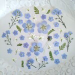 押し花素材470　ミオソティスと小花のミックスセット　みずいろ　ホワイト　グリーン