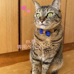 m.様専用ページ　首輪4点