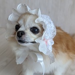 【送料無料】（超小）超小型犬・小型犬　帽子　総レースフリフリ　バブ帽子
