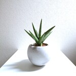 ●空気浄化植物●　希少　”サンスベリア　シルバークラウン　ラウンドアッシュグレー鉢＆受け皿セット”　サンセベリア　観葉植物