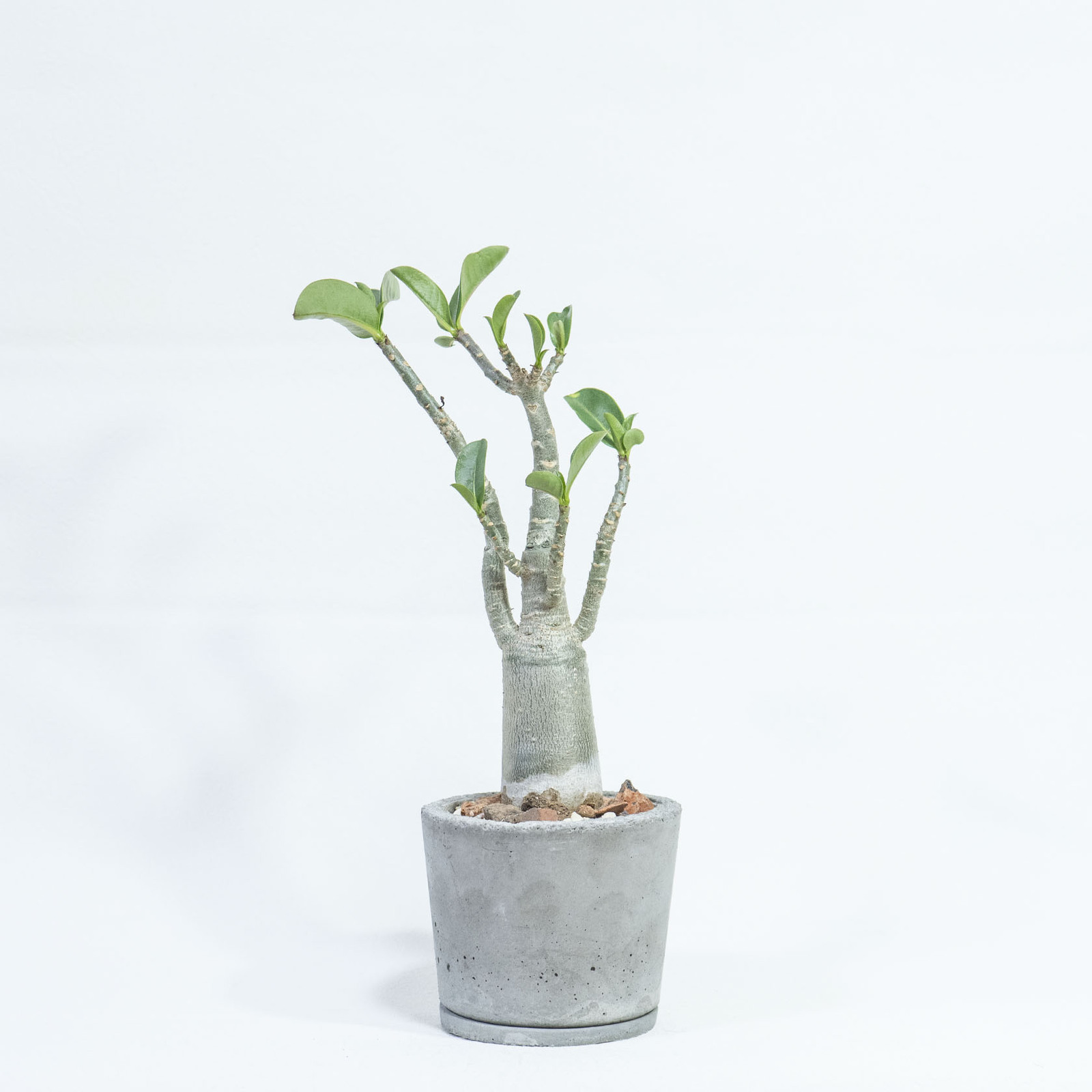 手作り 植木鉢 4点セット検索（塊根植物パキポディウム